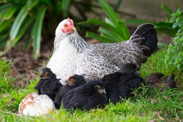 Les bienfaits d'avoir des poules dans votre jardin urbain