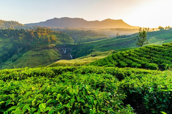 Quelles techniques avancées pour affiner la photographie de portrait au clair-obscur?